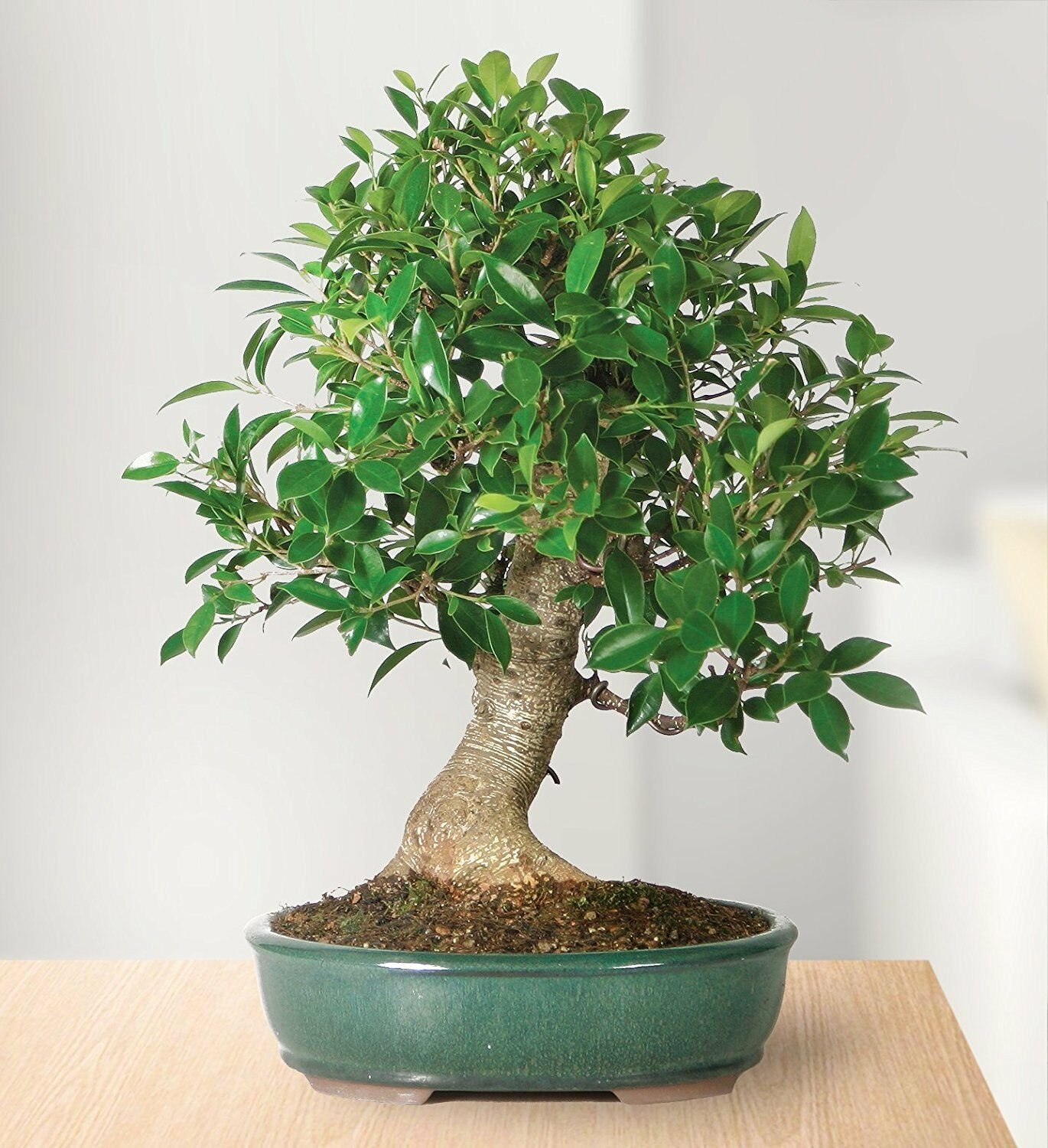 Golden Gate Ficus Bonsai Tree Live Plant Indoors Houseplant Best Gift Yard