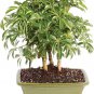 Bonsai Tree Garden Dwarf Hawaian Umbrella Indoor Plant Pot Home Yard Gift 8 Year