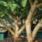 Bonsai Tree Garden Dwarf Hawaian Umbrella Indoor Plant Pot Home Yard Gift 8 Year