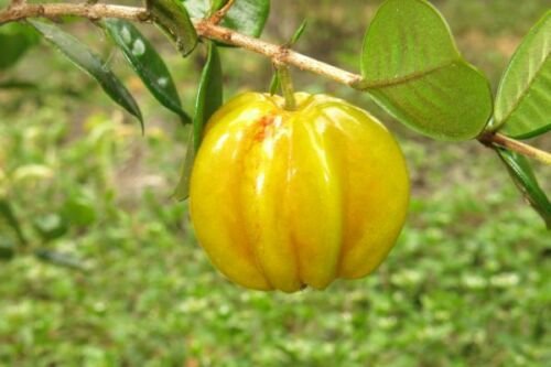 Star Cherry Tree Pitangatuba Fruit Tree
