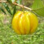 Star Cherry Tree Pitangatuba Fruit Tree