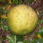 ~MOBIMBO~ Treculia africana ~UKWA~ African Breadfruit HUGE FRUIT Live potd Plant