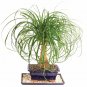 Ponytail Palm Bonsai Tree Home Or Office Indoor Live Plant 7 Years Old Best Gift