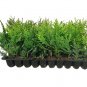 25 Thuja Green Giant Arborvitae 8"-12" Inch Tall Trees Plant Outdoor Garden Yard