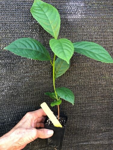 ~PUPOR~ Baccaurea tetrandra Borneo RED GRAPE TREE Live Small Potted PLANT #Ei10