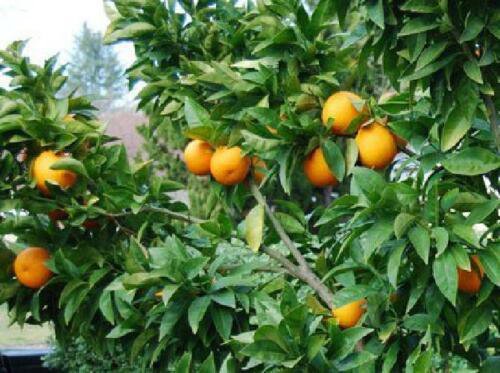 Plant Blood Orange Tree 1-2ft Tall Trees Fresh Fruit Outdoor Easy to Grow Garden #Ei7