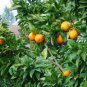 Plant Blood Orange Tree 1-2ft Tall Trees Fresh Fruit Outdoor Easy to Grow Garden #Ei7
