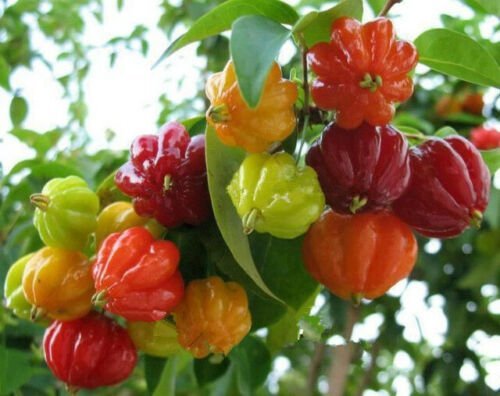 Surinam (pitanga) Cherry Tropical Live Plants