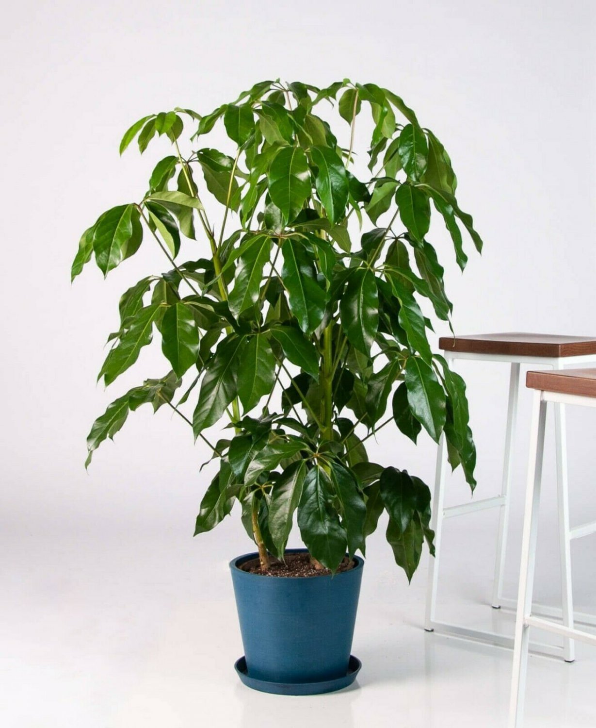 Dwarf Umbrella Tree / Schefflera Live plants + 1 Plant Food