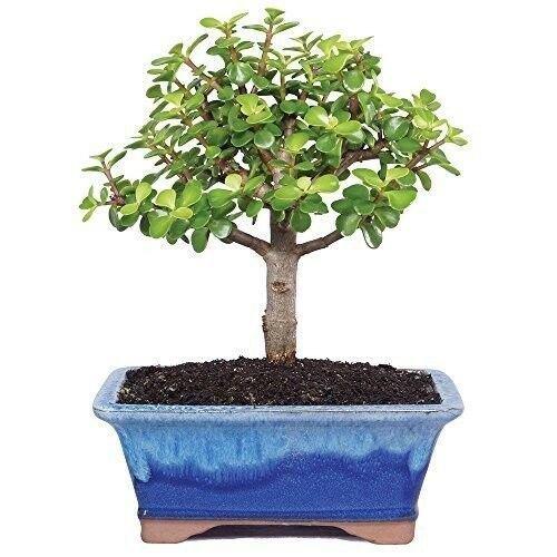 Dwarf Jade Bonsai Tree Plant Indoor or Office Houseplant 5 Years Live Plant