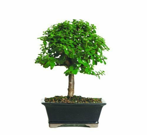 Bonsai Jade Dwarf Live Plant Tree Indoor Pot Houseplant Bset Gift Leaves Yard