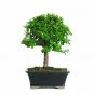Bonsai Jade Dwarf Live Plant Tree Indoor Pot Houseplant Bset Gift Leaves Yard