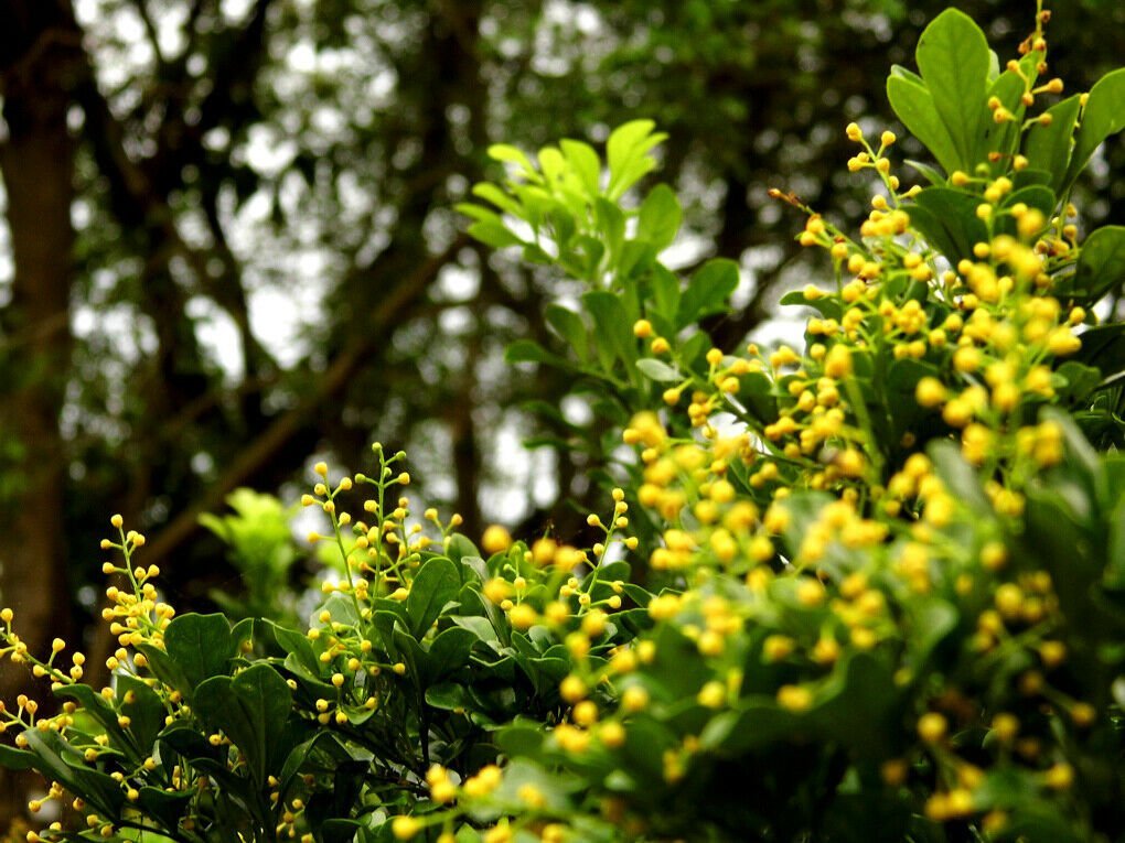 Chinese Perfume (Aglaia odorata) Live Plant