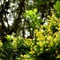 Chinese Perfume (Aglaia odorata) Live Plant