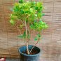 Chinese Perfume (Aglaia odorata) Live Plant
