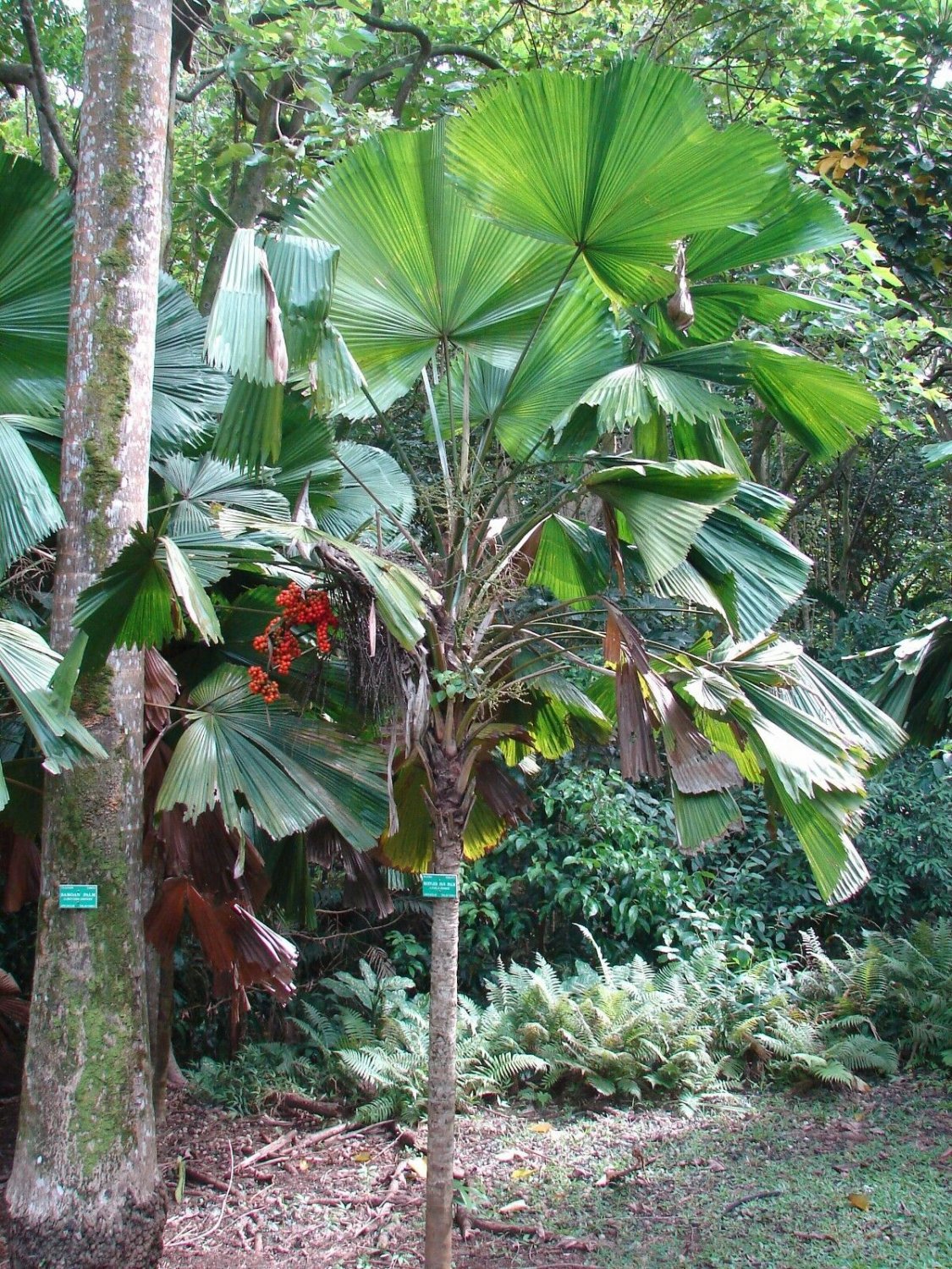 Ruffled Fan Palm Circular Leaf Vanuatu Small Potd Starter Palm LICUALA GRANDIS