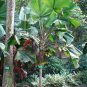 Ruffled Fan Palm Circular Leaf Vanuatu Small Potd Starter Palm LICUALA GRANDIS
