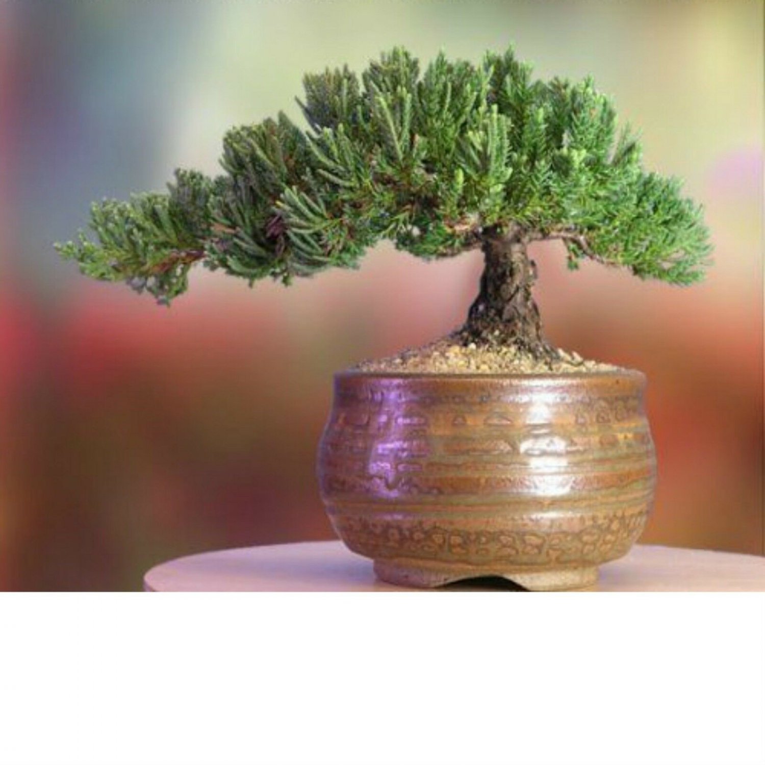 A Bonsai Juniper 6 to 7 Year Old Tree in Han-Kengai Cup Garden Home Live Plant