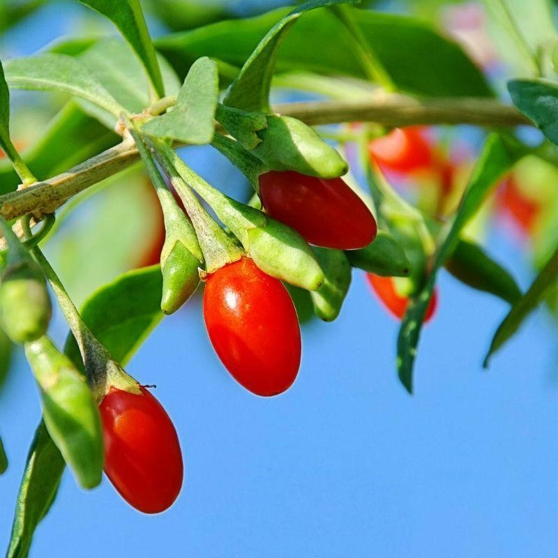 Goji Berry Live Plant