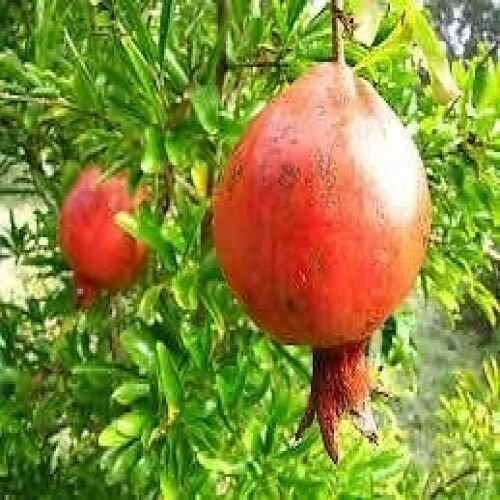 Russian Pomegranate Tree Cold Tolerant very Sweet Fruit 1 Gallon Plant