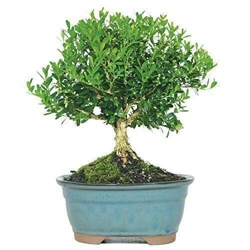 Bonsai Harland Boxwood Tree Beautiful Plant 3 Years Indoors or Outside