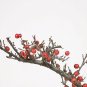 Pyracantha Dwarf Bonsai Foliage Tree Live Yard Plant 5 Years Outdoor