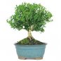Bonsai Harland Boxwood Tree Beautiful Plant 3 Years Indoors or Outside