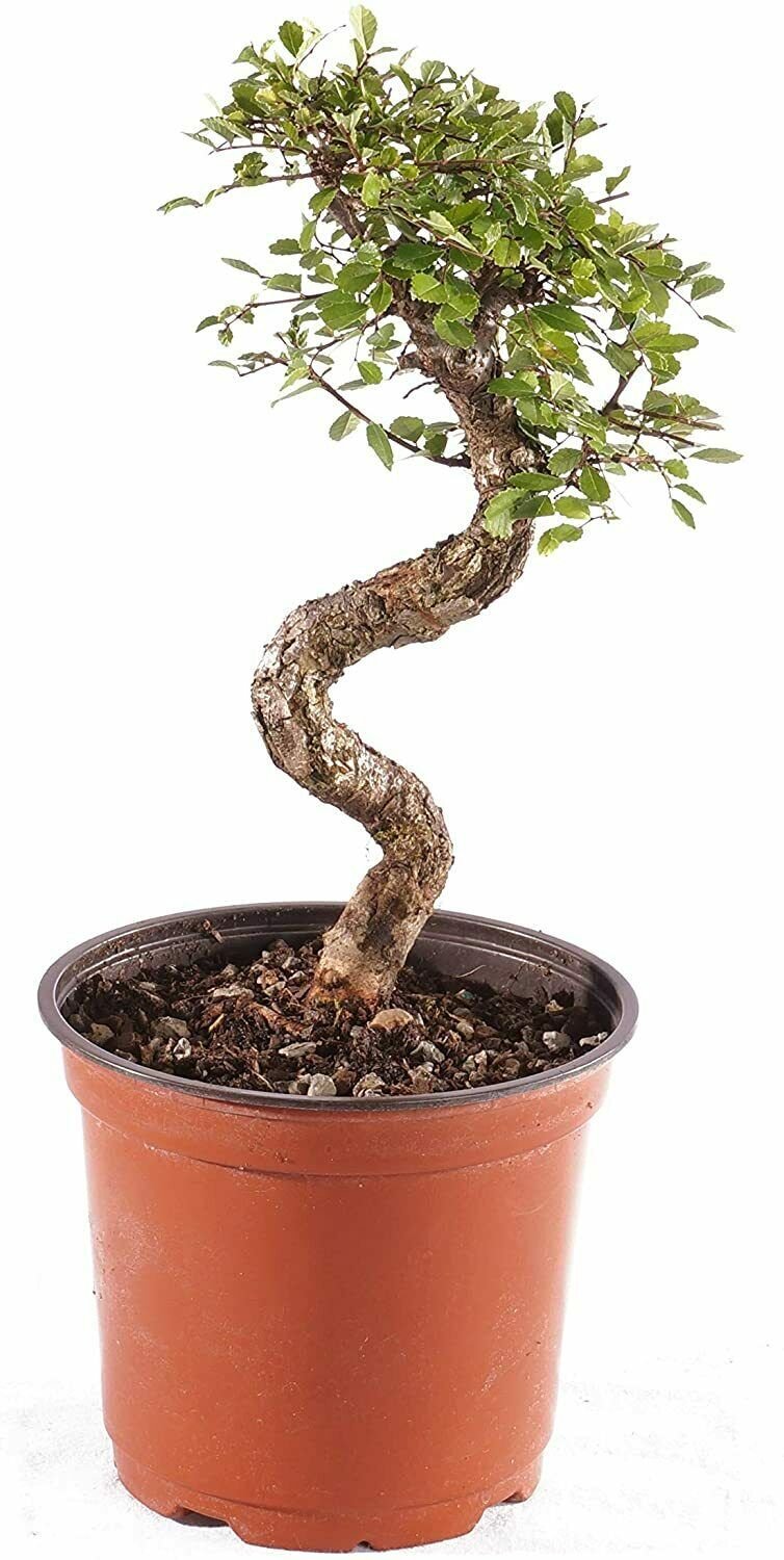Chinese Elm Bonsai Tree 8 Year Old 8"-10" Tall in Plastic Grower Pot 4inch