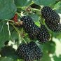 Blackberry Plants Prime-Ark Freedom 2 inch Rooted Thornless Plants in Pots | live plant