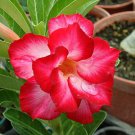 Taiwan Adenium Obesum Desert Rose(FULL MOON) Live Plant