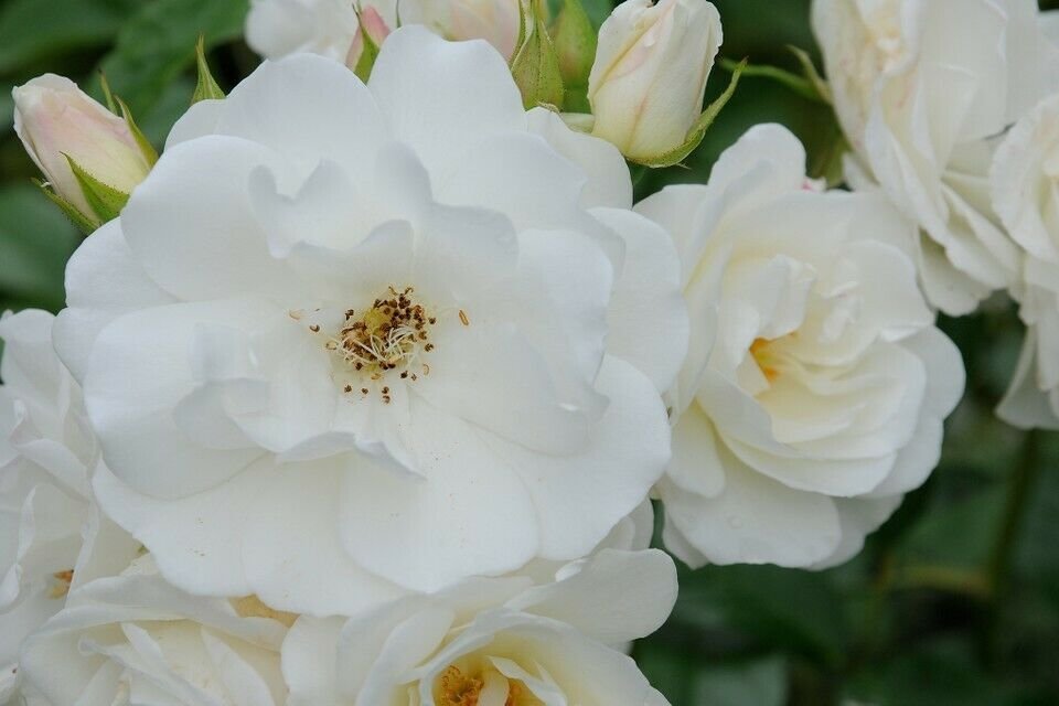 Iceberg Rose Live Plants (White Flower)
