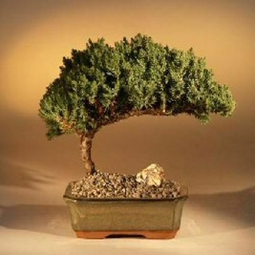 6 years old Juniper Bonsai Tree Medium Juniper Procumbens "nana" 7" - 8" tall