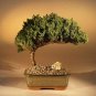 6 years old Juniper Bonsai Tree Medium Juniper Procumbens "nana" 7" - 8" tall