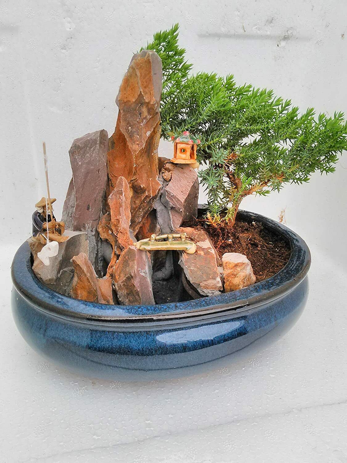 Bonsai Juniper Tree Zen Garden With Pool Fishman 6-8 inch Live Potted Plant, live plant