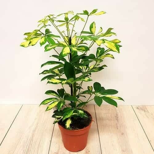 Dwarf Umbrella Tree / Schefflera Live plants + 1 Plant Food