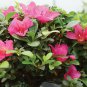 Bonsai Outdoor Live Tree Garden Flower Plant Pot Decor Indoor Home