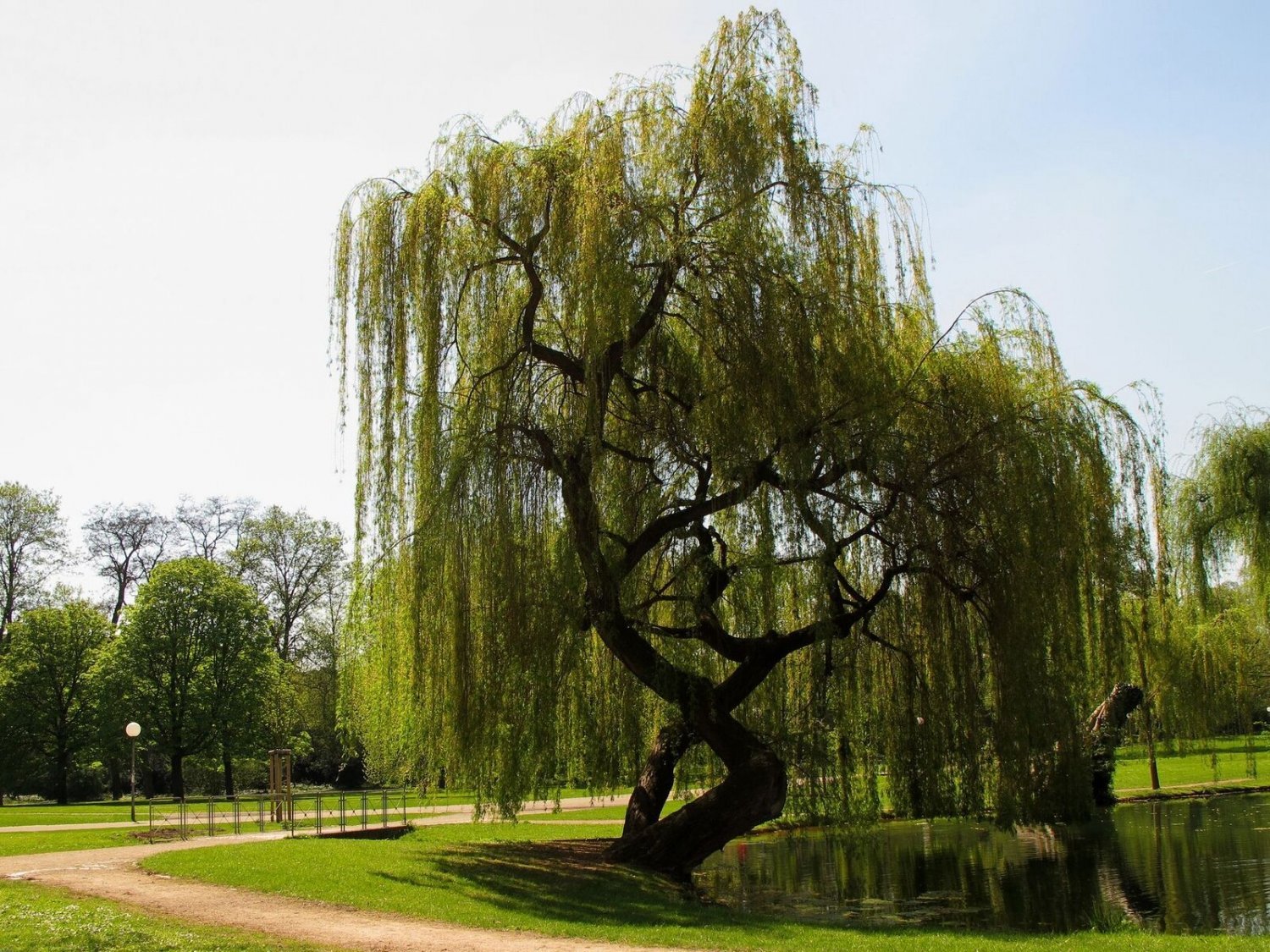 Weeping Willow 8 Trees Fast Growing Live Plants Outdoor Plant
