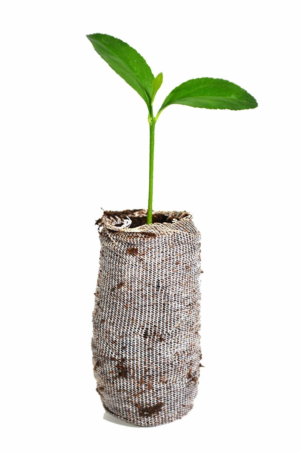 3 Meyer Lemon Trees Live Plants Citrus Meyeri Starter Plugs Small Plant Tree