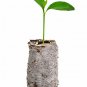 3 Meyer Lemon Trees Live Plants Citrus Meyeri Starter Plugs Small Plant Tree