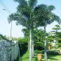 ~FOXTAIL SEEDS~ Palm Tree Wodyetia bifurcata 100 Fine Seeds from Hawaii