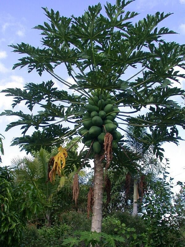 ~Sunset Papaya~ STRAWBERRY RED PAPAYA Hybrid SOLO 100+ SEEDS TASTY UH Cultivar