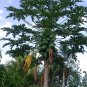 ~Sunset Papaya~ STRAWBERRY RED PAPAYA Hybrid SOLO 100+ SEEDS TASTY UH Cultivar