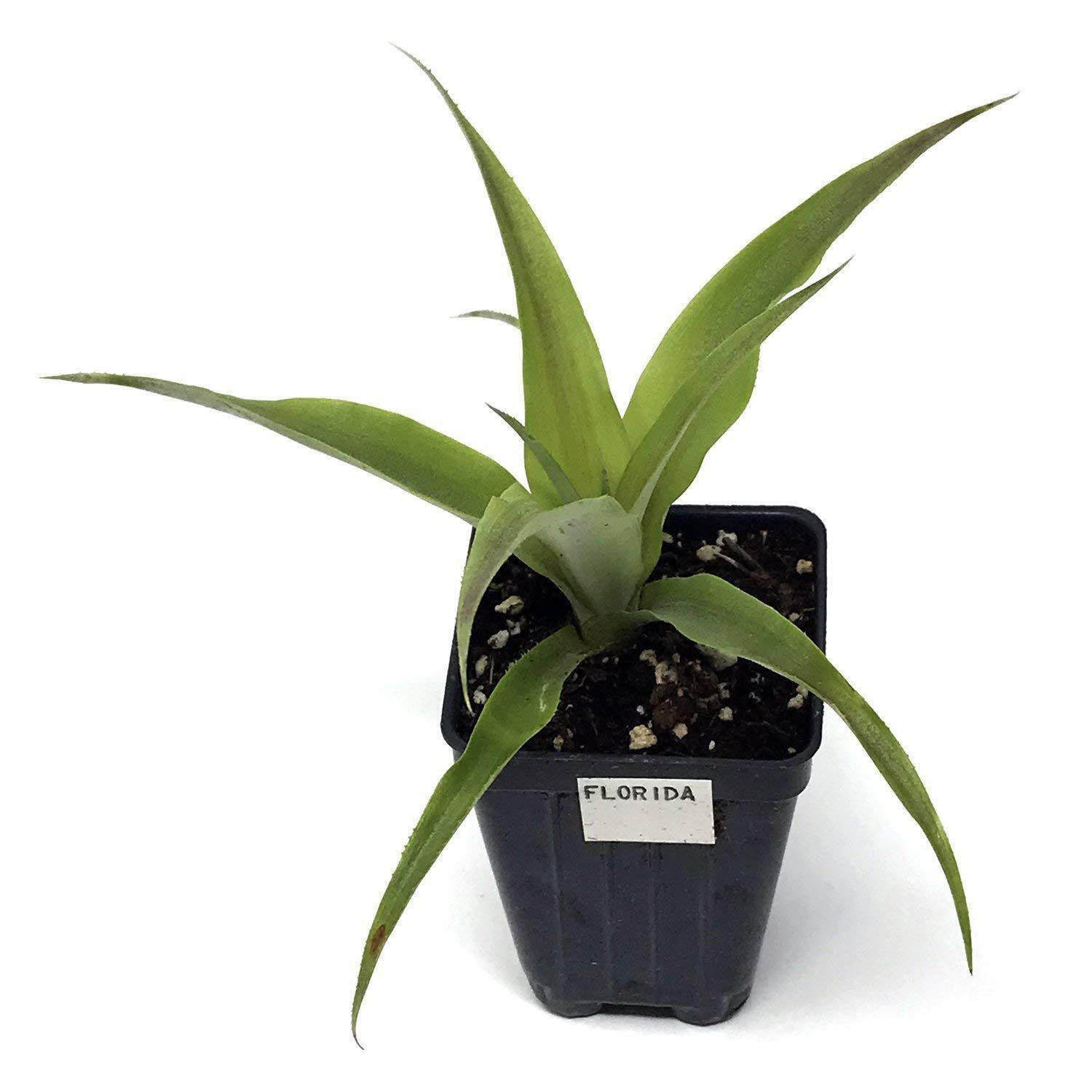 Pineapple Plant Fruiting Edible fruit Florida Special Ananas Comosus Live Palnts