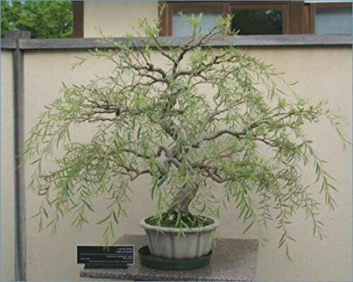 Bonsai Dragon Willow Corscrew Tree Live Indoor Plant Large Thick Trunk