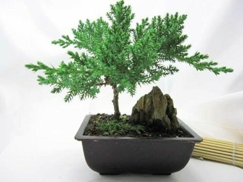 Bonsai Juniper Live Tree Mountains Plant Zen Hooseplan Best Gift Yard Indoor