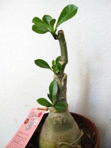 Desert Rose Double Purple Native to Africa Tree Live Plant Flowers Best Gift