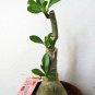 Desert Rose Double Purple Native to Africa Tree Live Plant Flowers Best Gift