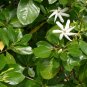 ~TIARE~ Gardenia taitensis QUEEN of TAHITIAN FLOWERS Live sml potted Plant