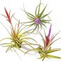 Air Plants Tillandsia Variety Pack 3 Plants Terrarium Fairy Garden XLarge