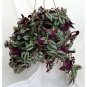 0House Plant Purple Wandering Jew Hanging 6"Pot Easy to Grow Indoor Best Gift